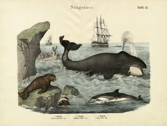 Mammifères, vers 1860